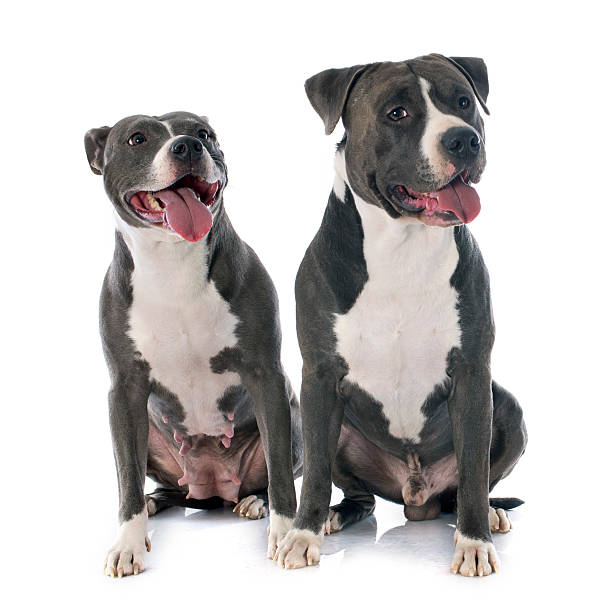 istock two american staffordshire terrierw 480410703