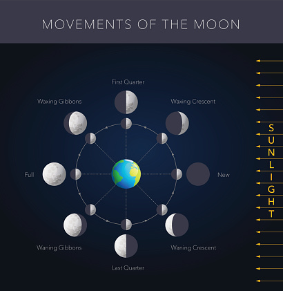 Movements of the moon, 8 lunar phases vector