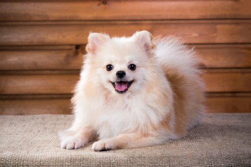 Studio portrait Pomeranian dog on a background wooden wall