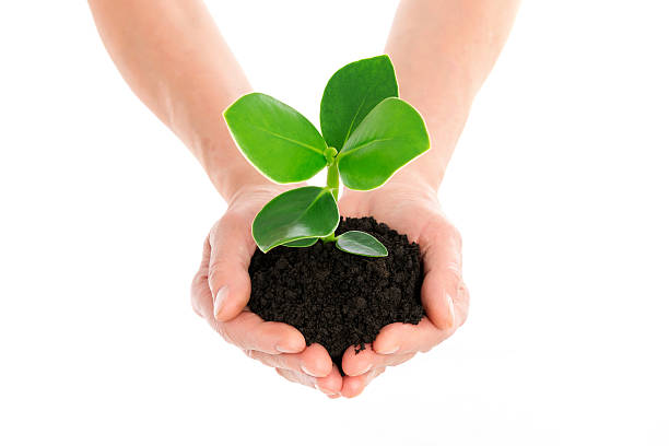 istock Hand with green plant 480412394