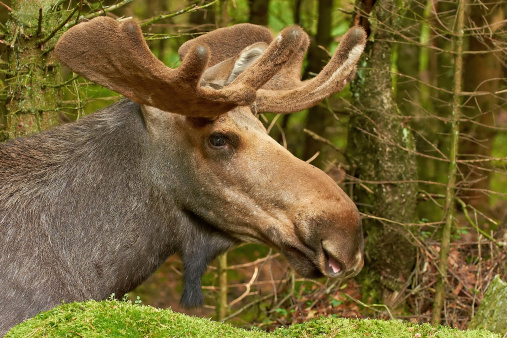 Closeup of the Eurasian Elk resting in its habitat