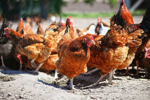 istock Chickens on traditional free range poultry farm 480414672