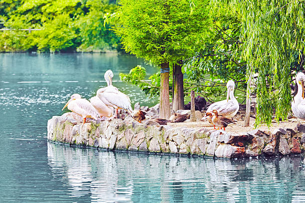 istock Flock of American White-Pelican's. 480414774