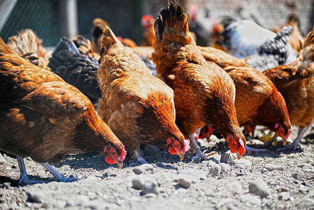 istock Chickens on traditional free range poultry farm 480414866