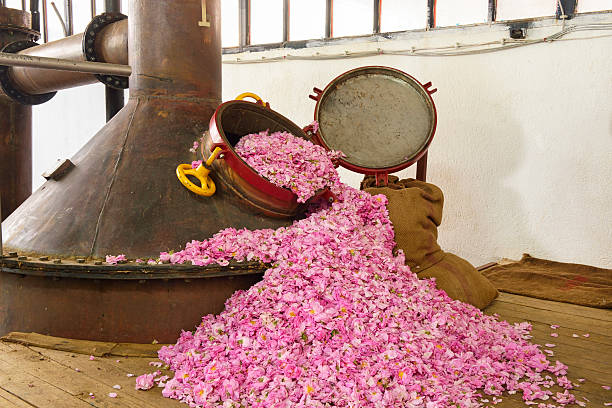 розовое масло производства - distillation tower стоковые фото и изображения