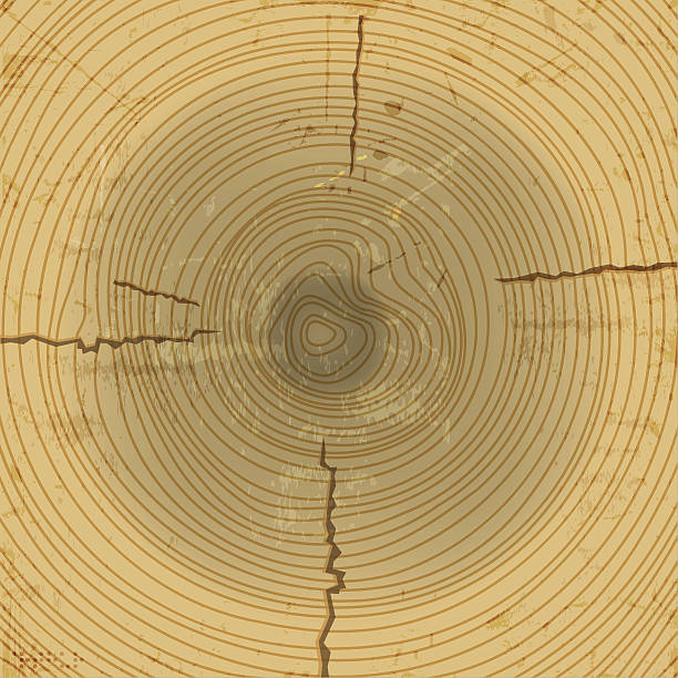 벡터 목재 단면 배경기술 - bark backgrounds textured wood grain stock illustrations