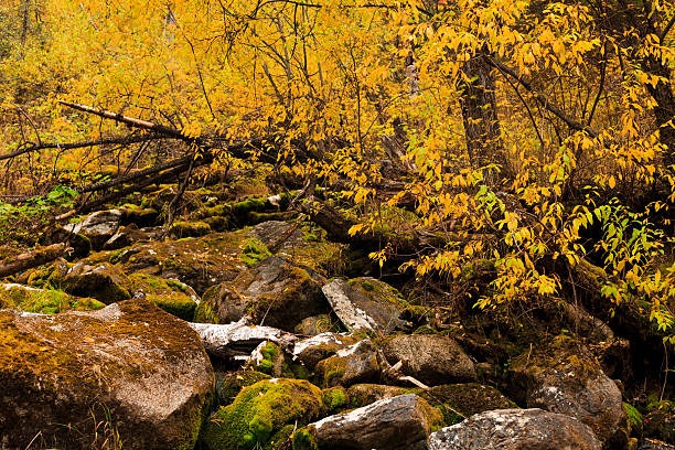 istock Beautiful golden autumn forest with yellow leaves. 480416214