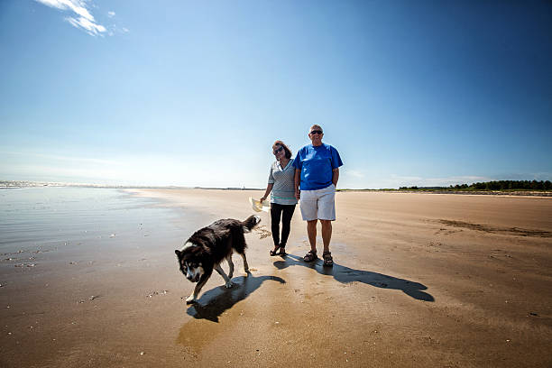 istock Mature smiling couple walking on the beach with dog 480416518