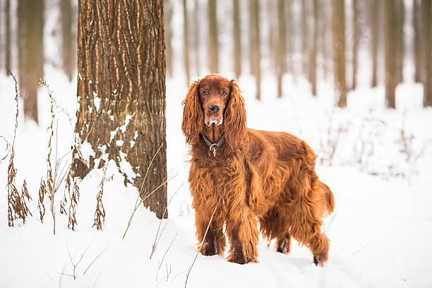 Beautiful Irish Setter snow portrait Beautiful Irish Setter in wood irish red and white setter stock pictures, royalty-free photos & images