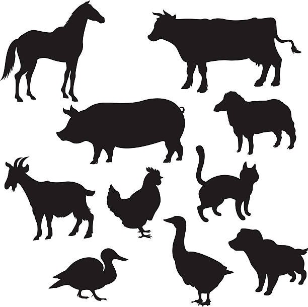 istock Silhouettes of domestic animals 480420027