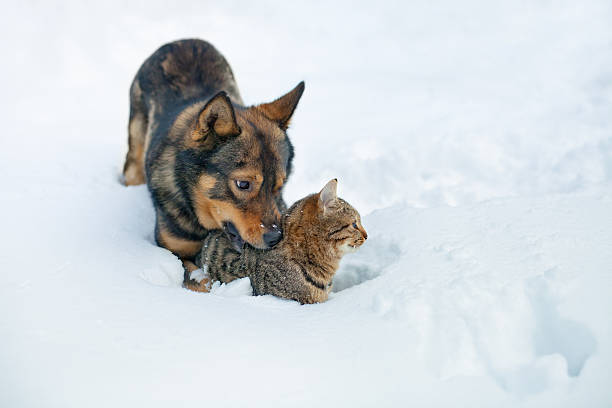istock Cat and dog playing in the snow 480420327