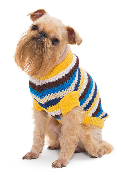 istock Dog breed Bruxellois Griffon 480422969