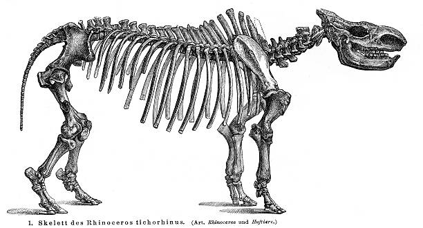 istock Woolly rhinoceros skeletons engraving 1895 480423572