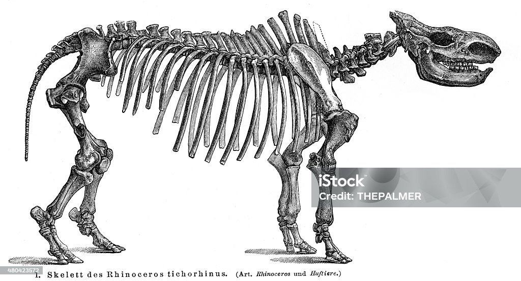Bộ Xương Tê Giác Len Khắc Năm 1895 Hình minh họa Sẵn có - Tải xuống Hình  ảnh Ngay bây giờ - Bộ xương động vật, Thời kỳ cổ đại - Tình