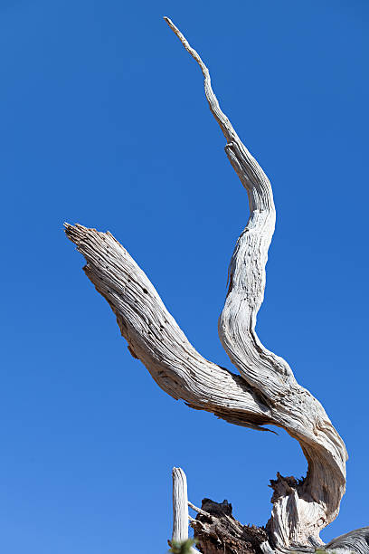 bryce canyon - driftwood twisted wood vertical zdjęcia i obrazy z banku zdjęć