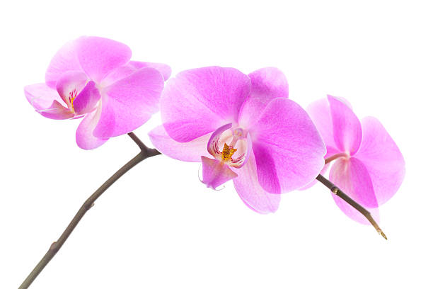 istock Group of pink orchid flowers isolated on white background 480425821