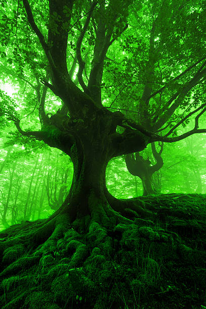 istock tree with twisted roots in foggy forest 480426032