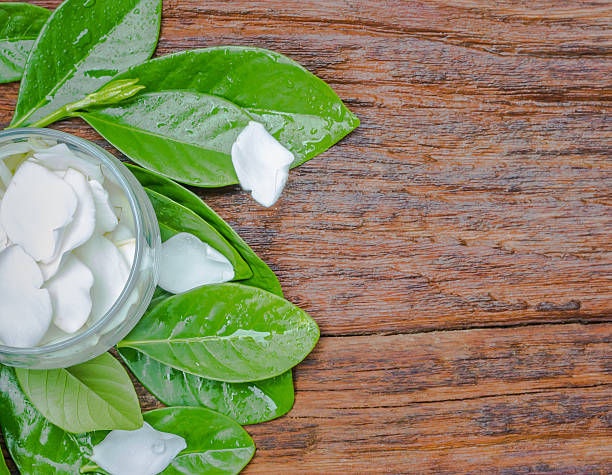 istock White Gardenia jasminoides flower 480426538