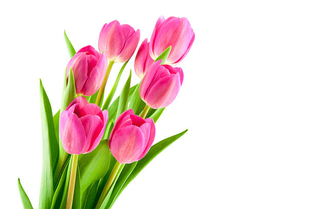istock bouquet of pink tulips isolated 480428335