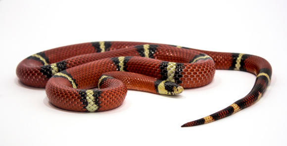 Milksnake (Lampropeltis Triangulum Campbelli) isolated on white backround.