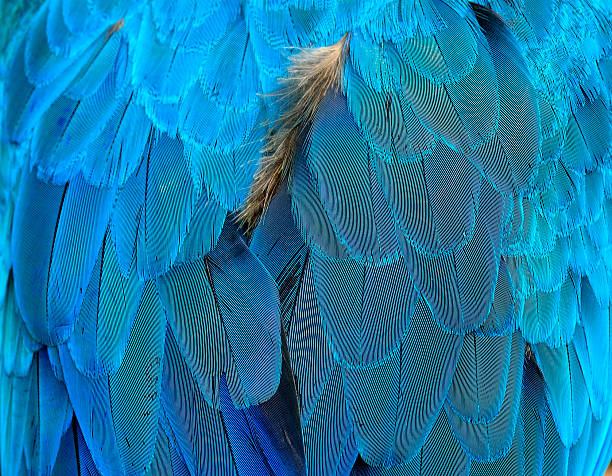 istock Blue bird feathers in close up details 480429591