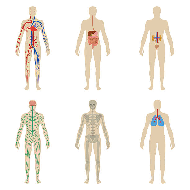 ilustrações, clipart, desenhos animados e ícones de definir os órgãos e sistemas do corpo vitalidade - human heart human cardiovascular system people human vein