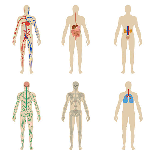 набор человеческих органов и системы организма «vitality» - human cardiovascular system human heart human vein blood flow stock illustrations