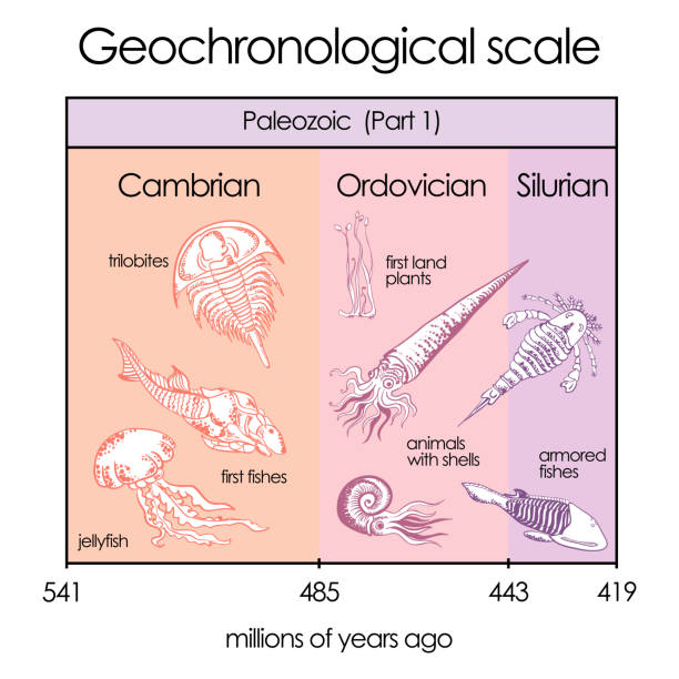 ilustraciones, imágenes clip art, dibujos animados e iconos de stock de geochronological escala. parte 3-paleozoic eon - ordoviciense ilustraciones