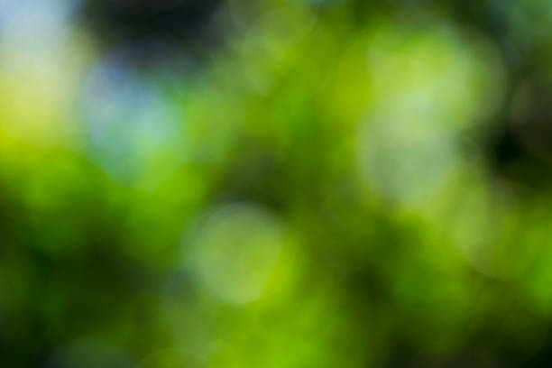 istock green bokeh foliage. natural background 480429836
