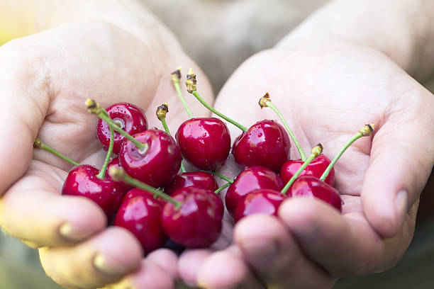 istock Men hands full of freshly sweet cherries 480429896