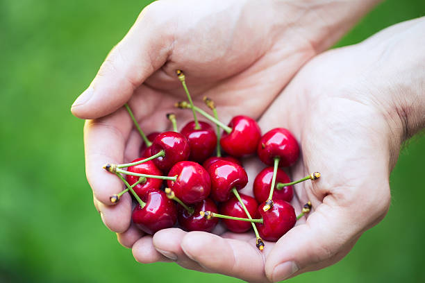 istock Men hands full of freshly sweet cherries 480429904