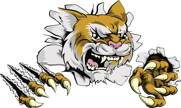 ilustrações, clipart, desenhos animados e ícones de angry wildcat sports mascote - bobcat wildcat undomesticated cat animal