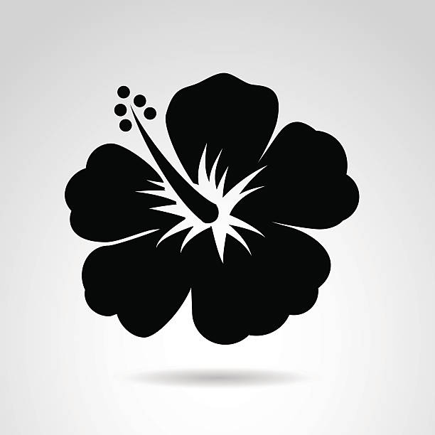 ilustrações de stock, clip art, desenhos animados e ícones de ícone de hibisco isolada no fundo branco. - beauty in nature beauty black flower head