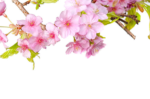 istock Kawazu-Zakura-Cerasus Lannesian 480433931