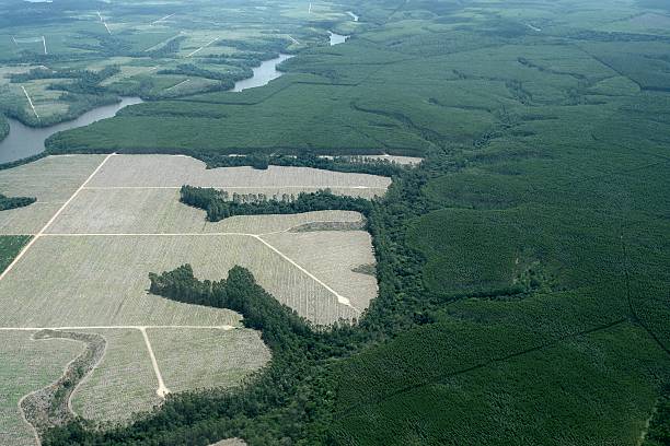 widok z lotu ptaka enewable lesie z drzew w brazylii eukaliptusa - homegrown produce environment green forest zdjęcia i obrazy z banku zdjęć