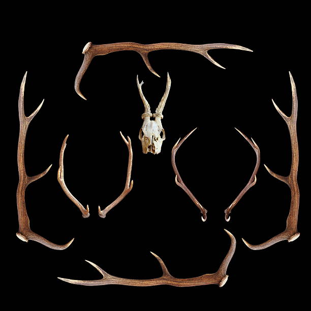 istock deer hunting trophies on dark background 480435381