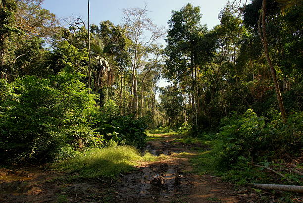 Tropical amazon forest (jungle) in Bolivia stock photo