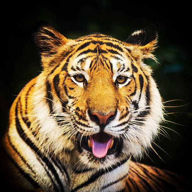 istock Tiger portrait of a bengal tiger. 480436904