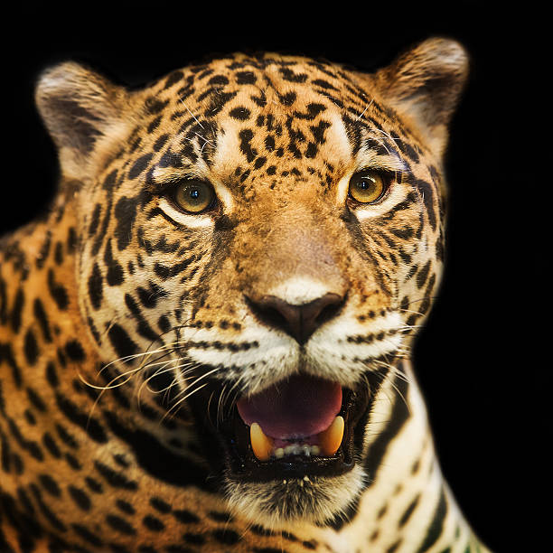 istock Adult Female Jaguar sitting 480436944