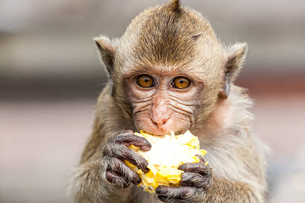 istock Monkeys of Thailand 480436981