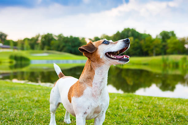 istock beautiful Jack Russell terrier dog nature 480436986