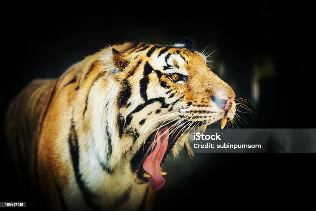 Sumatran Tiger Roaring Alertness Stock Photo