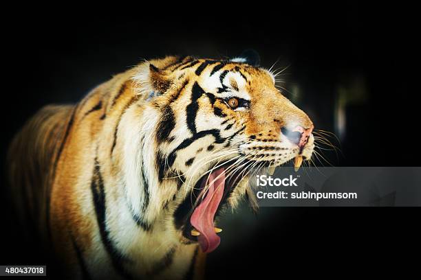 Sumatran Tiger Roaring Stock Photo - Download Image Now - Alertness, Animal, Animal Body Part