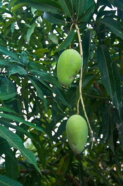 istock Fresh mangoes hold on the tree 480437870