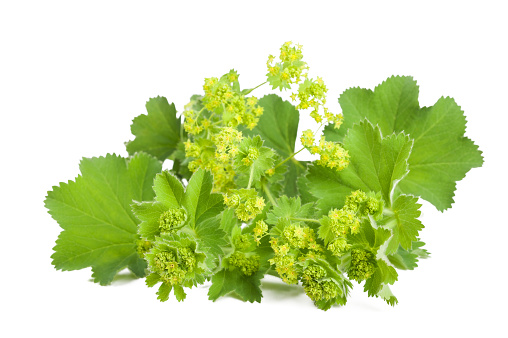 Lady's Mantle in flowering  isolated on white background