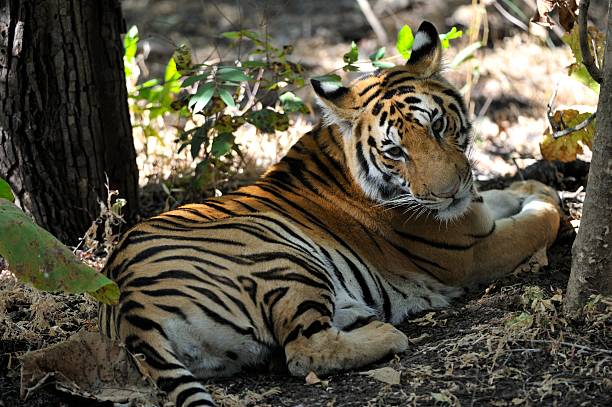 istock Tiger in the jungle 480439141