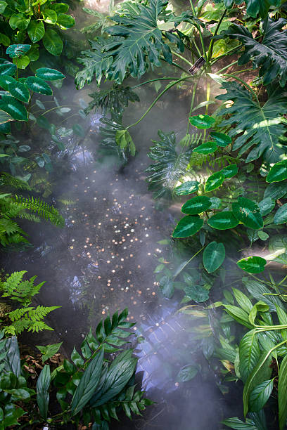 Mist in the wishing pond stock photo