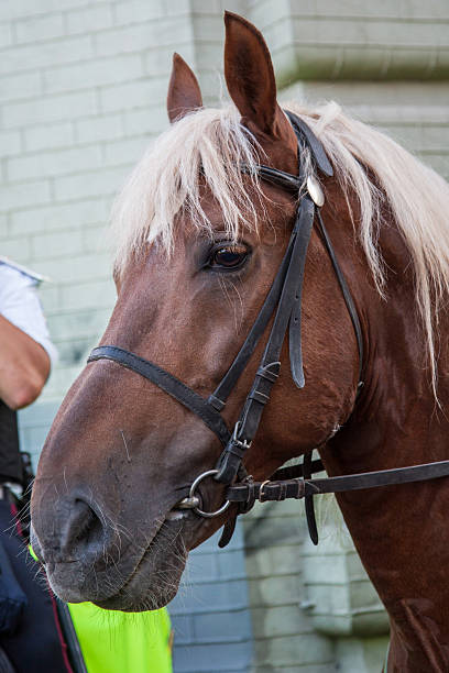 istock Mounted Police Horse palomeno 480439747