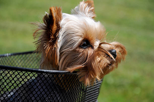 Little pappy of yorkshire terrier sitting in basket