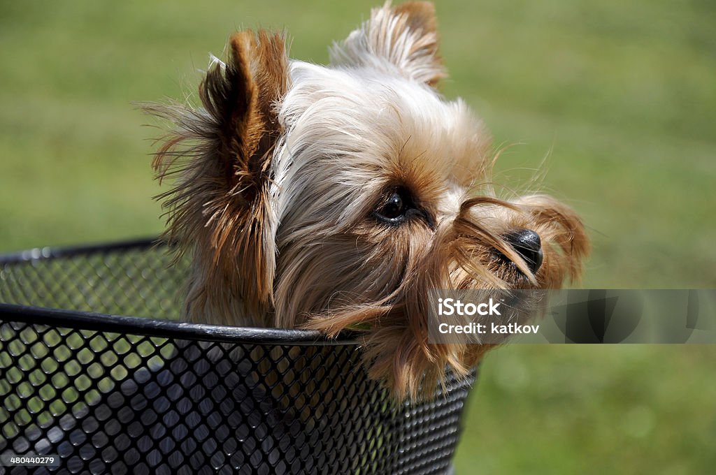 dog sitting in basket Little pappy of yorkshire terrier sitting in basket Bicycle Basket Stock Photo